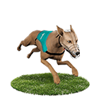 老虎機娛樂城白金賽狗